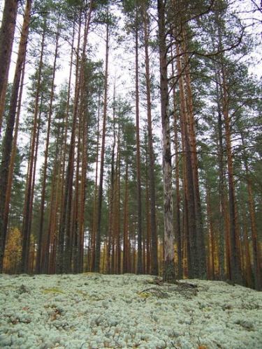 Moosiger Wald (100_0481.JPG) wird geladen. Eindrucksvolle Fotos aus Lettland erwarten Sie.
